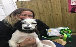 Mixed Breed dogs for sale: Gorgeous puppies  - Image 7