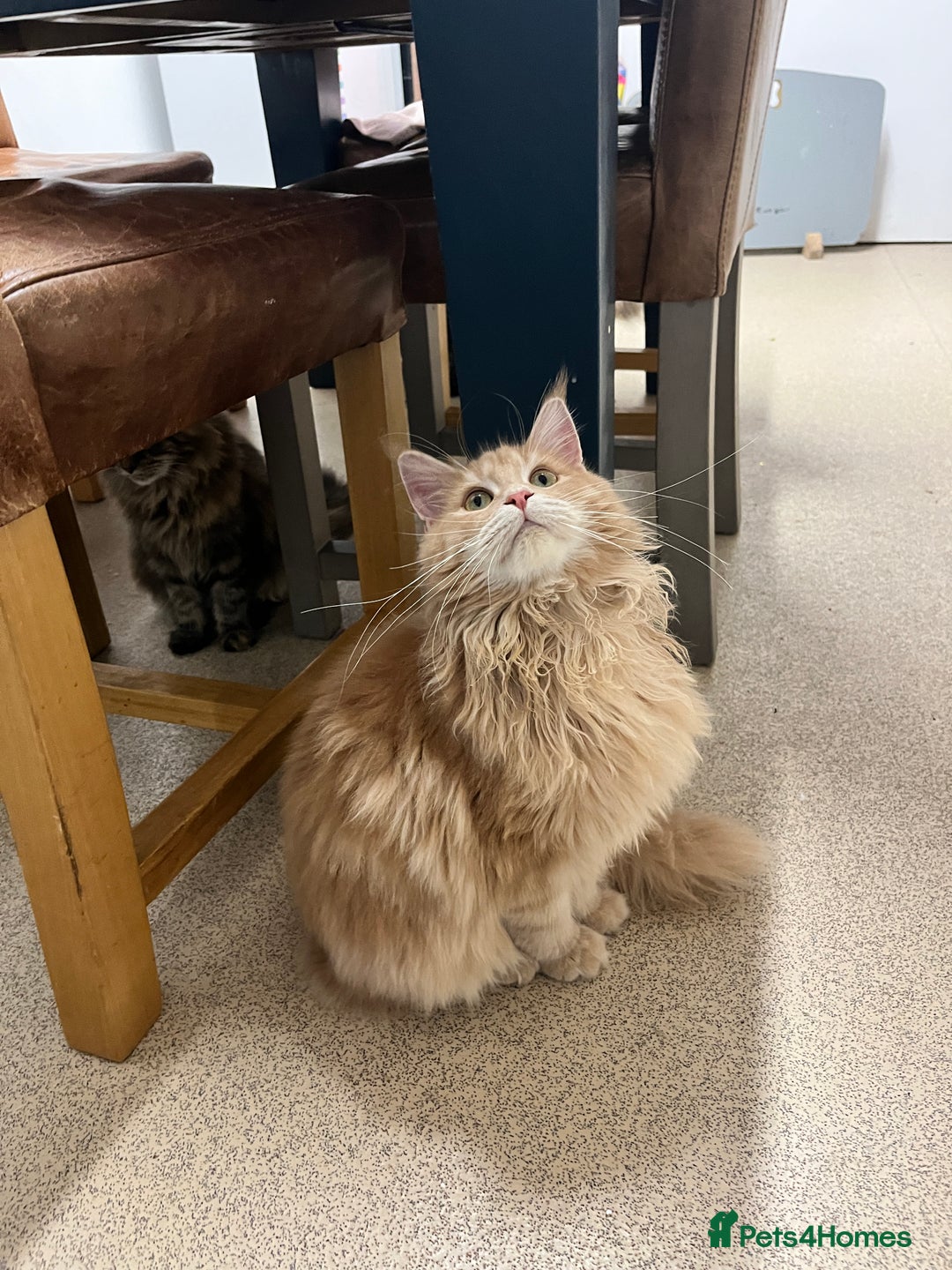 Maine Coon cats for sale: 2 boys (PET ONLY) - Advert 7