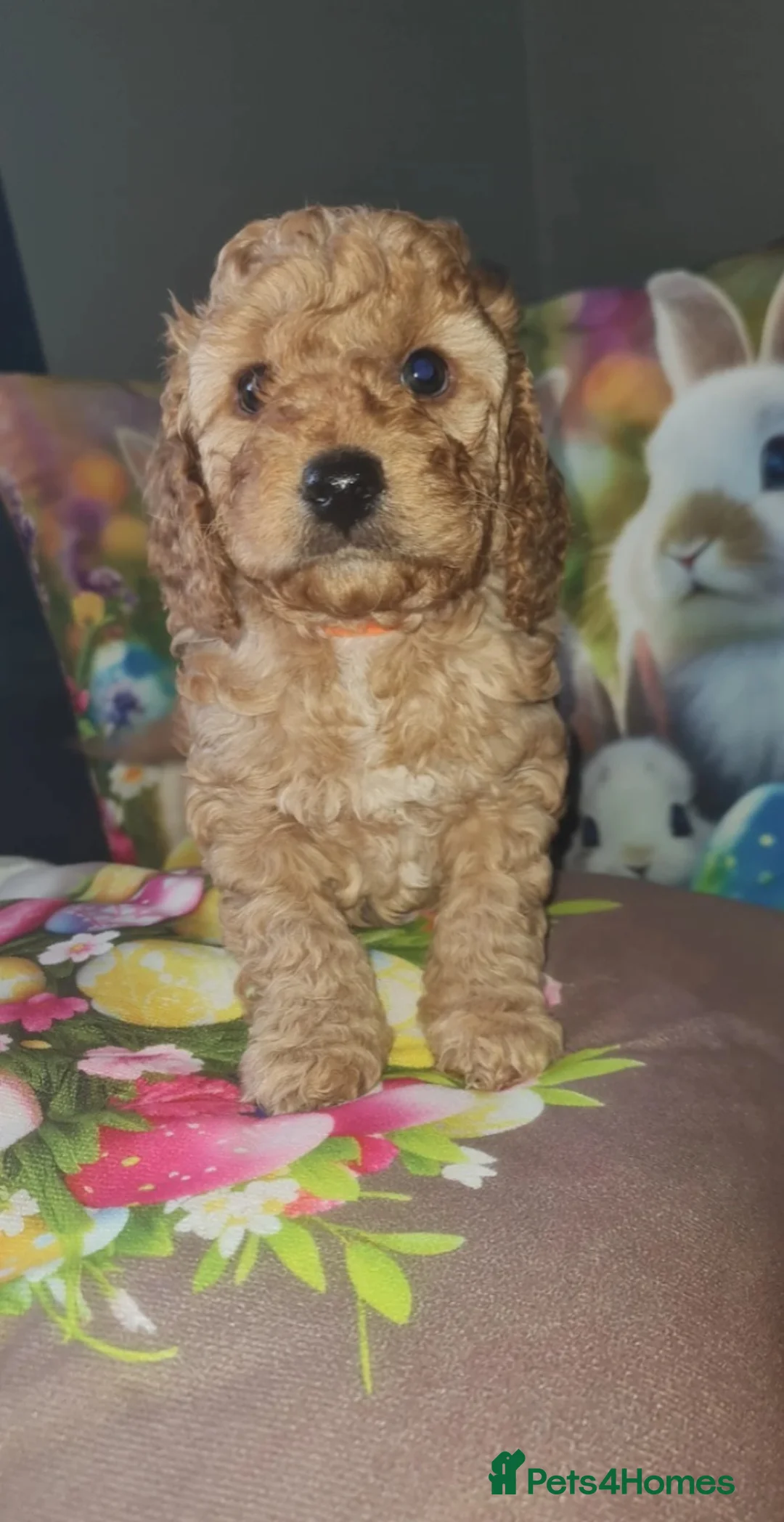 Cockapoo dogs for sale: Beautiful Cockapoo Pups Looking for Loving Homes in Guildford - Advert 2