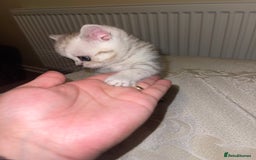 British Shorthair cats for sale: British short hair kittens - Image 12