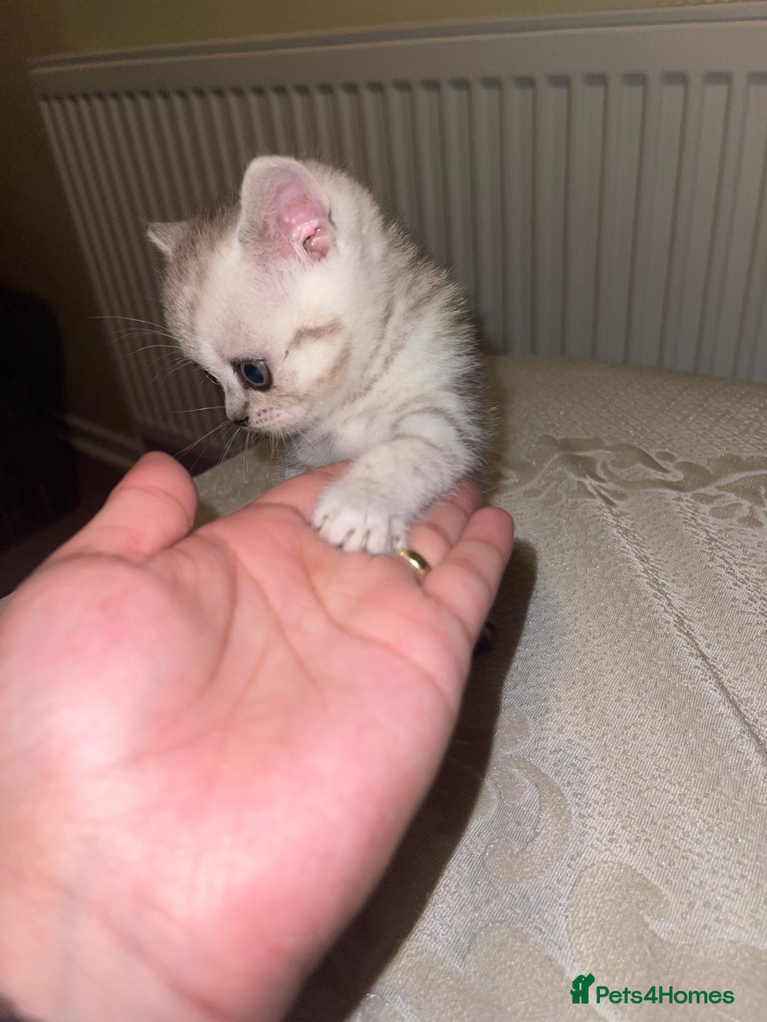 British Shorthair cats for sale: British short hair kittens - Image 12