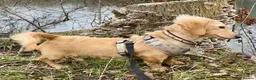 Miniature Dachshund dogs for sale: Beautiful long haired cream female health tested  - Advert 12
