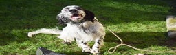 English Setter dogs for adoption: Koi   - Advert 4