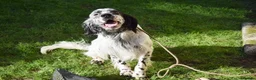 English Setter dogs for adoption: Koi   - Advert 4