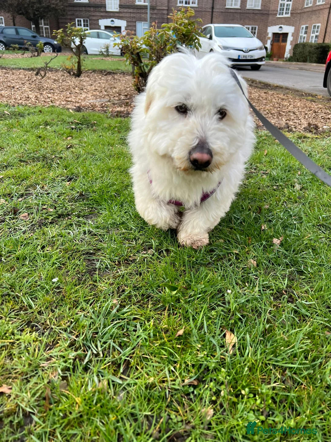 Maltese dogs for adoption: Frida – Spayed Maltese Girl Needs Home - Advert 2