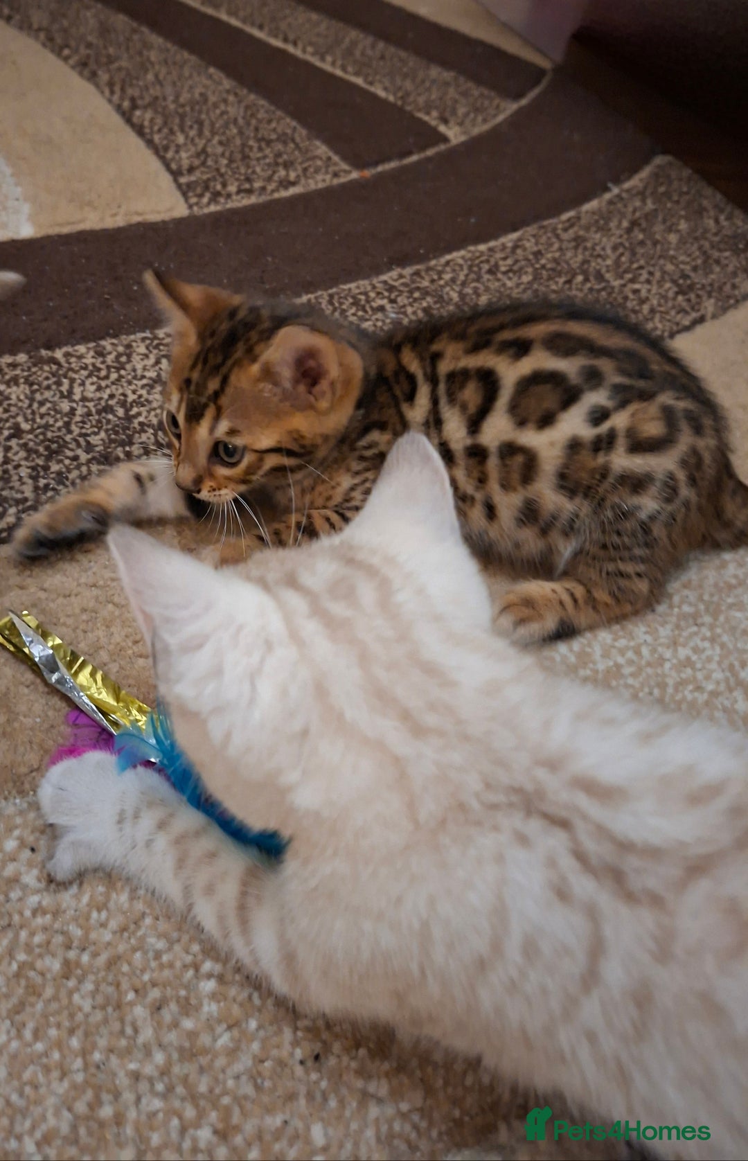 Bengal cats for sale: Four gorgeous Bengal kittens: snow, brown, silver - Advert 5
