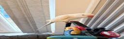 Ringnecks birds for sale: Indian ringnecks parrot for sale  - Advert 7