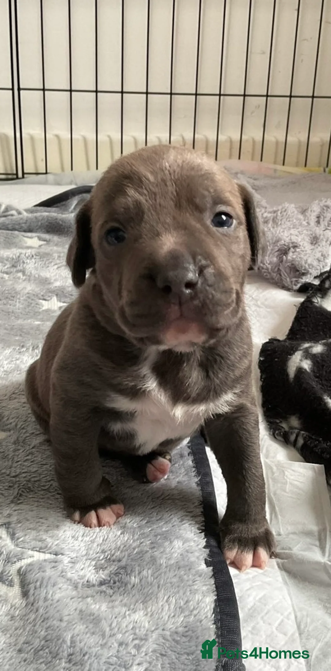 American Bull Staffy dogs for sale: AmStaff pups  - Advert 5