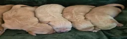 Golden Retriever dogs for sale: 🤍 Golden Retriever Puppies Raised with Love 🐾 - Advert 14