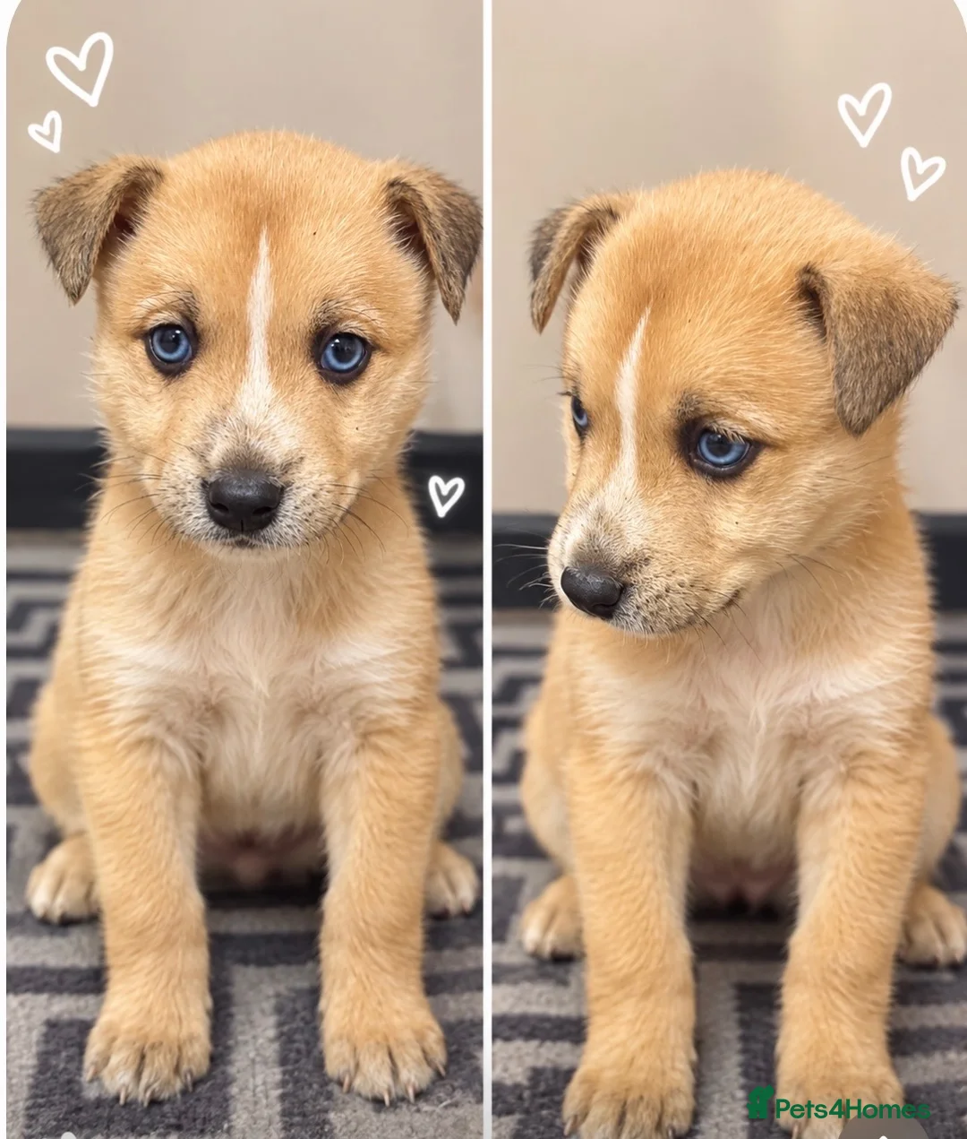 Mixed Breed dogs for sale: Husky cross puppies  in Wimborne - Advert 3
