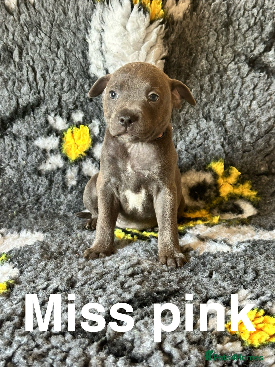 Staffordshire Bull Terrier dogs for sale: Adorable KC Reg/Health Tested SBT Puppies - Image 17