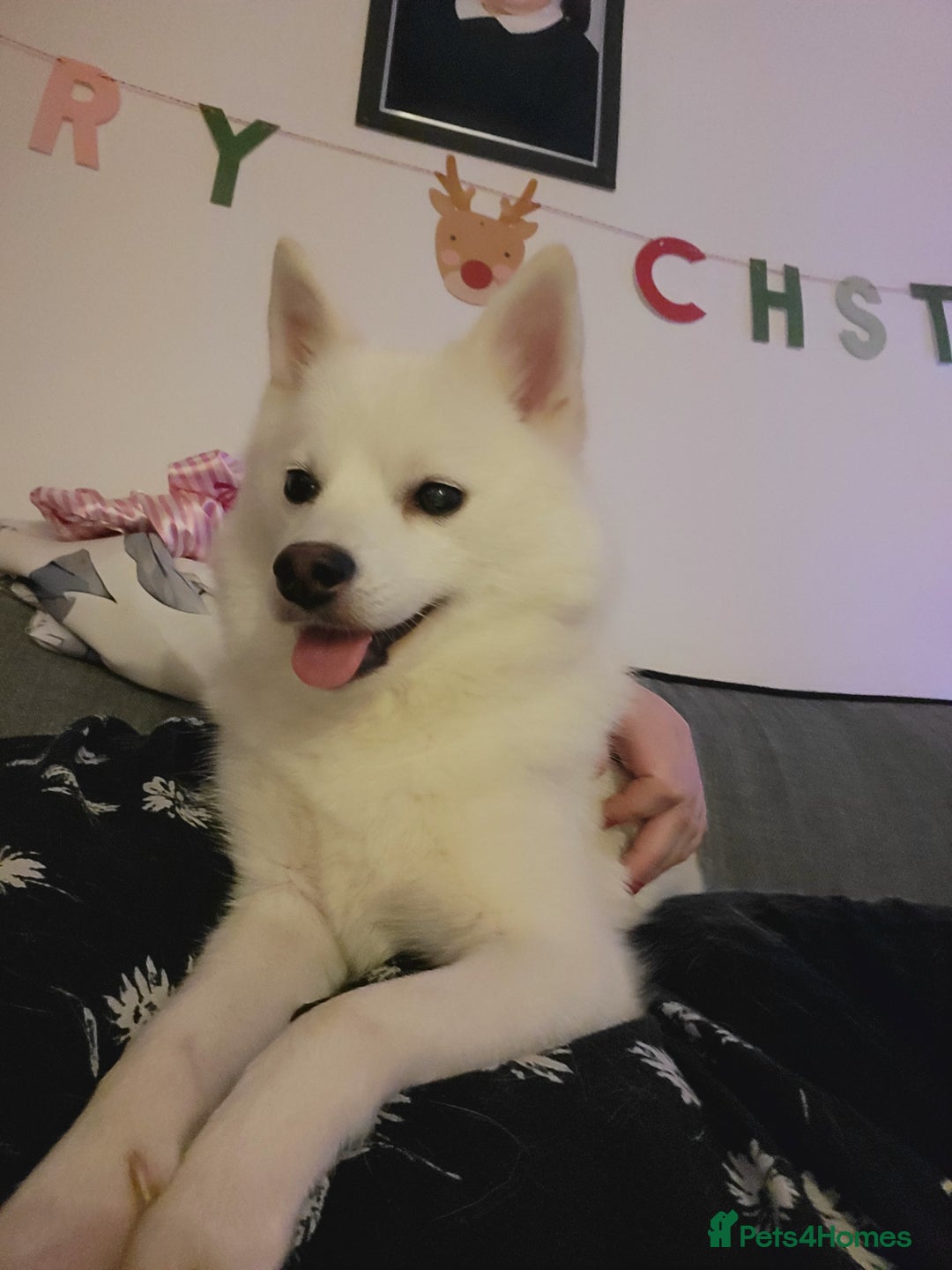 Pomchi dogs for sale: Pomchi - Advert 2