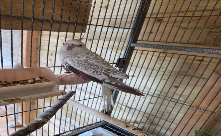 Cockatiels birds - Advert 3