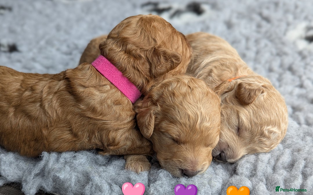Poochon dogs for sale: 🐾 Adorable F1b Poochon Puppies - Ready November🐾 - Image 3