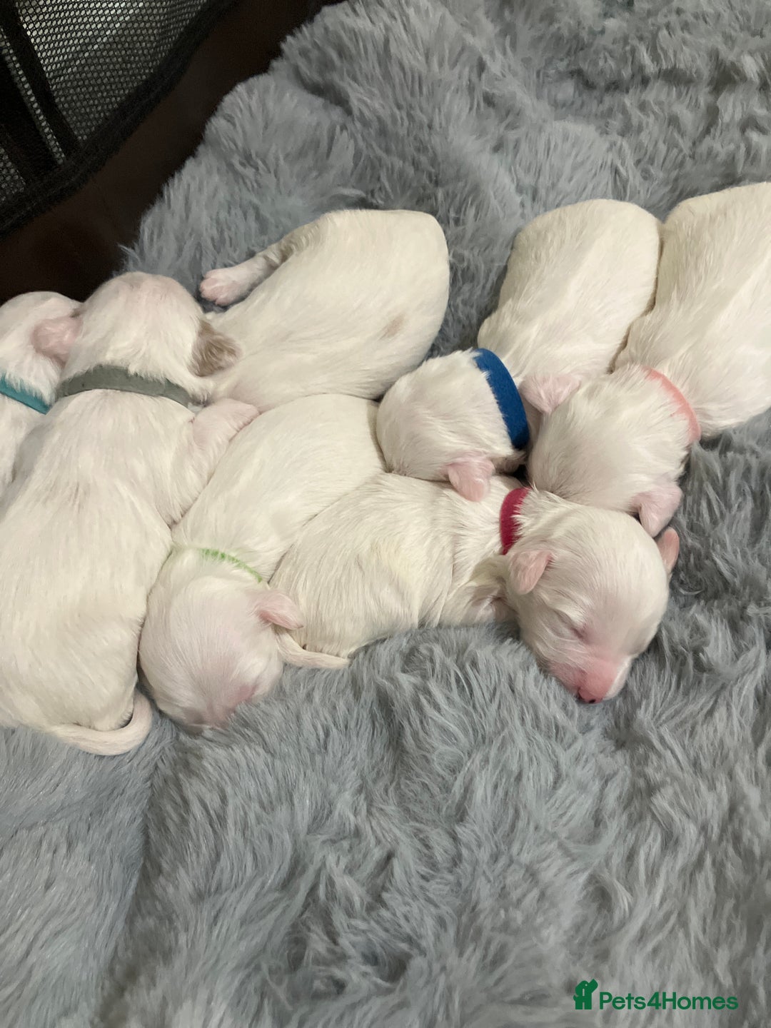 Tibetan Terrier dogs for sale: Tibetan terriers  - Advert 3