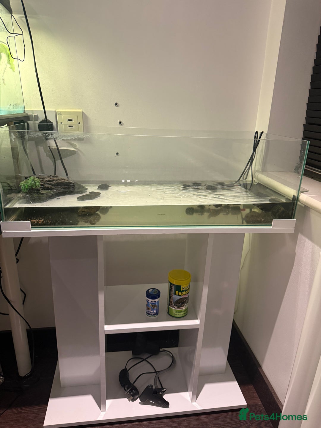 Lovebirds birds for sale: 2 Musk Turtles + Full setup + Foods in Reading - Image 2