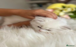 Ragdoll cats for sale: Beautiful pedigree kittens, show quality 💎❤️💎 - Image 28