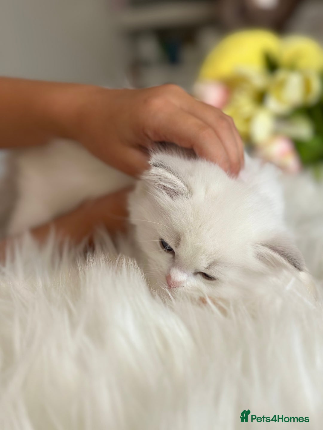 Ragdoll cats for sale: Beautiful pedigree kittens, show quality 💎❤️💎 - Image 28