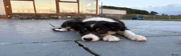 Border Collie dogs for sale: Beautiful Welsh Border Collie Puppies in Brecon - Advert 19