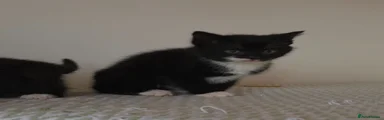 Mixed Breed 3