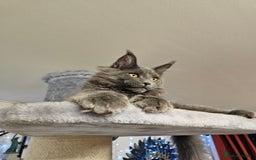 Maine Coon cats for sale: 🔥*Stunning Litter of 8💎Solid Blue Maine Coon*🔥  - Image 24
