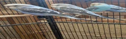Budgerigars birds for sale: Baby Budgies For Sale - Advert 5