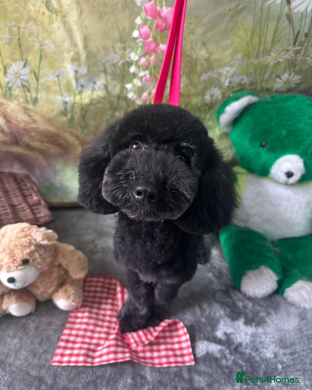 Bear