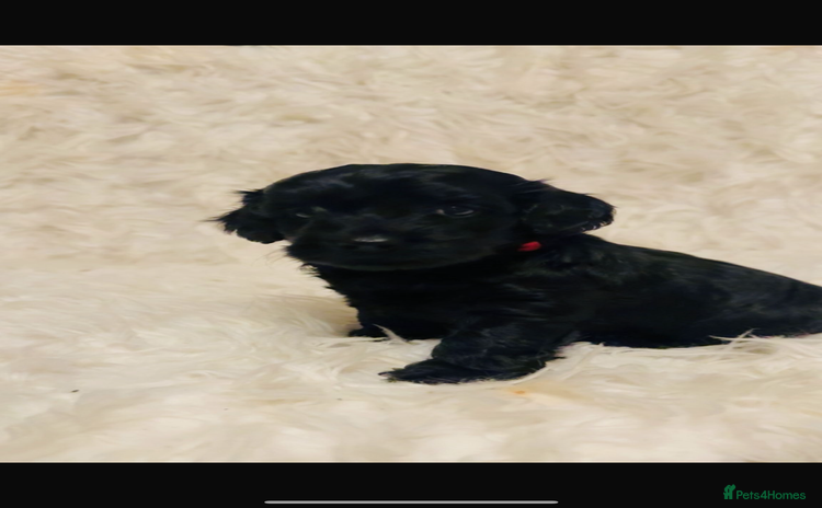 Cockapoo dogs - Advert 3