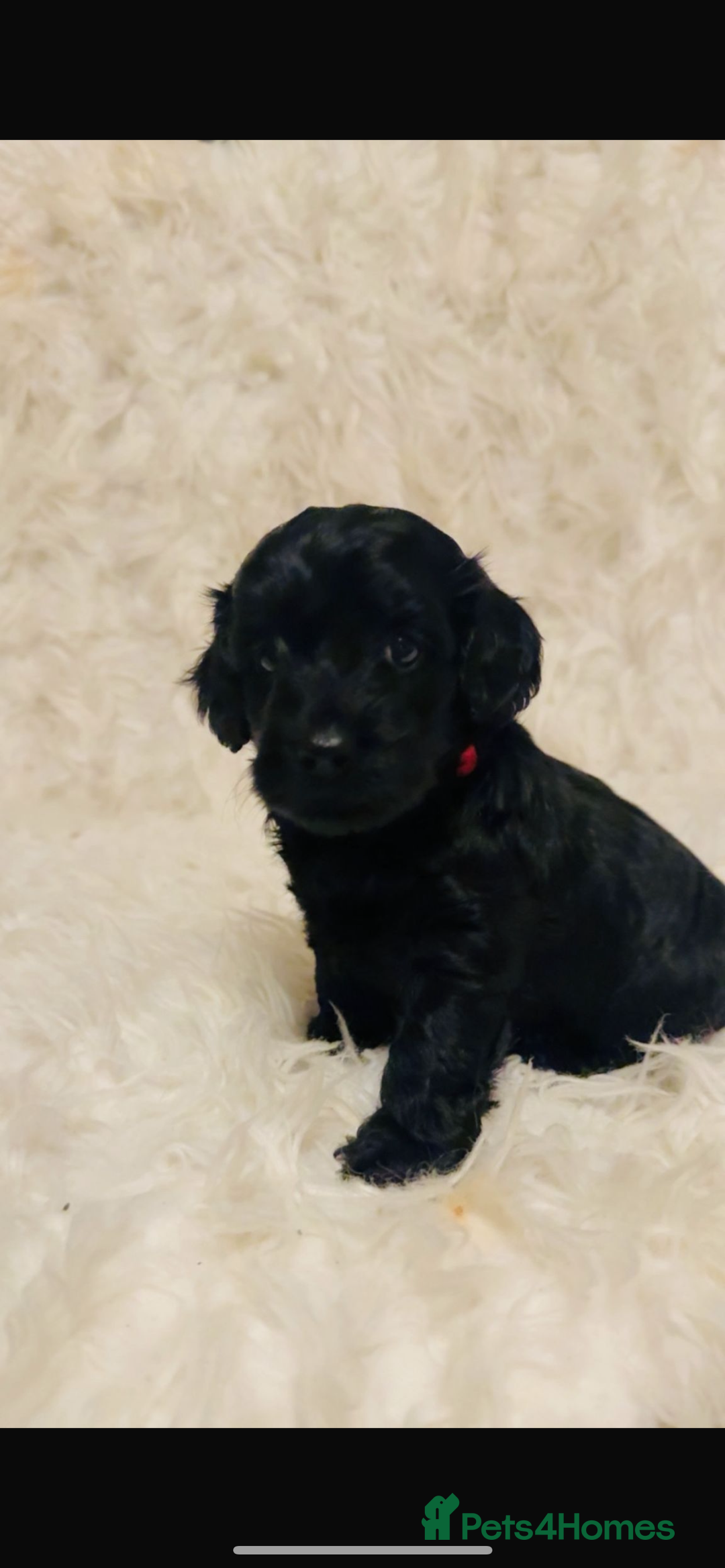 Cockapoo dogs for sale: Cockapoo - Image 1