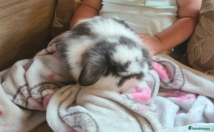 Mixed Breed rabbits - Advert 1
