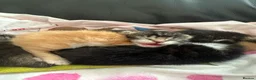 Mixed Breed cats for sale: Stunning Kittens - Advert 3