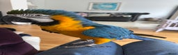 Macaws birds for sale: Family friendly Macaw  - Advert 3