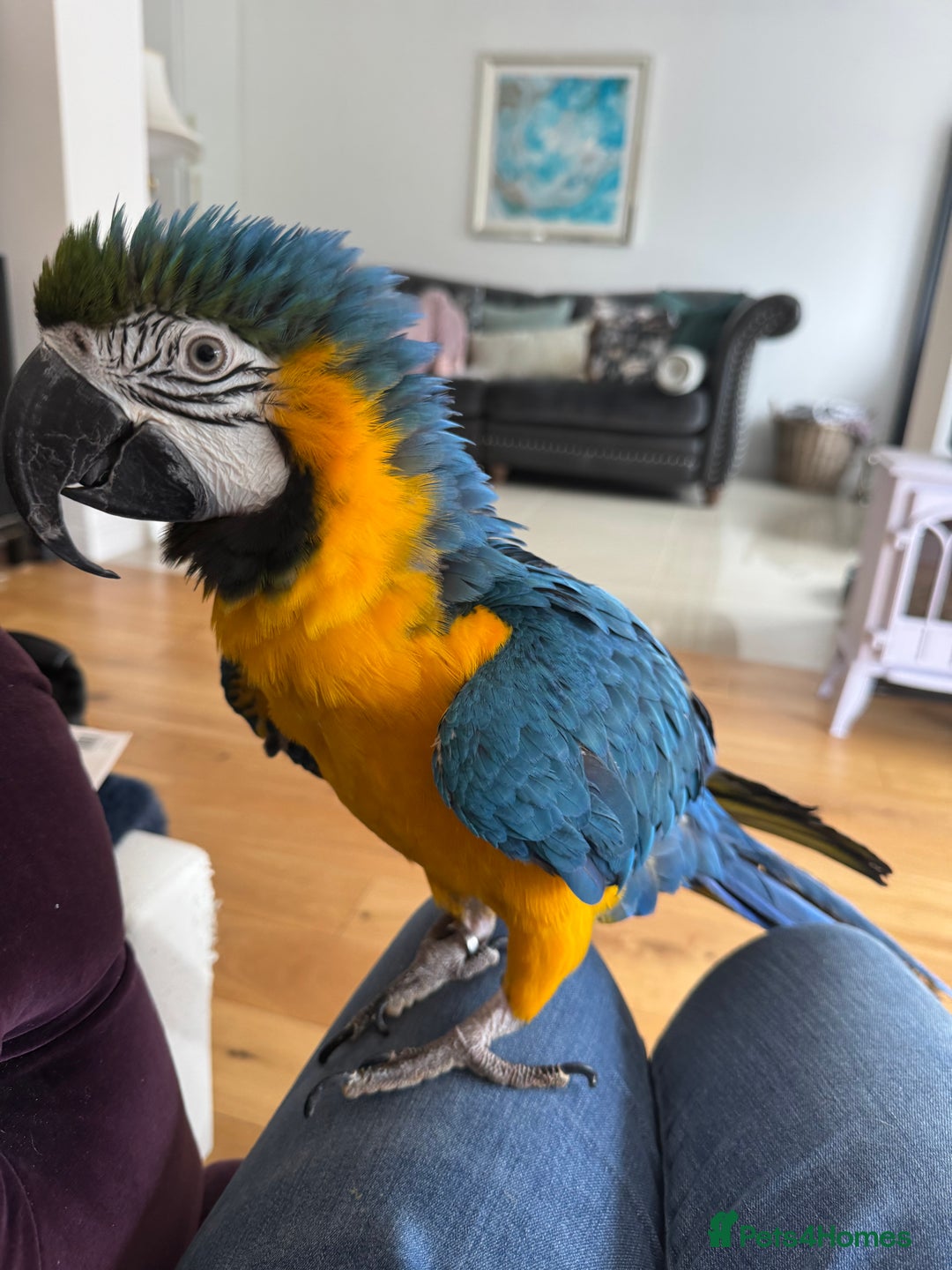 Macaws birds for sale: Family friendly Macaw  - Advert 3