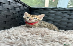 Bengal cats for sale: ❤️ PURE BENGAL KITTENS FOR RESERVATION! ❤️ in Birmingham - Image 9