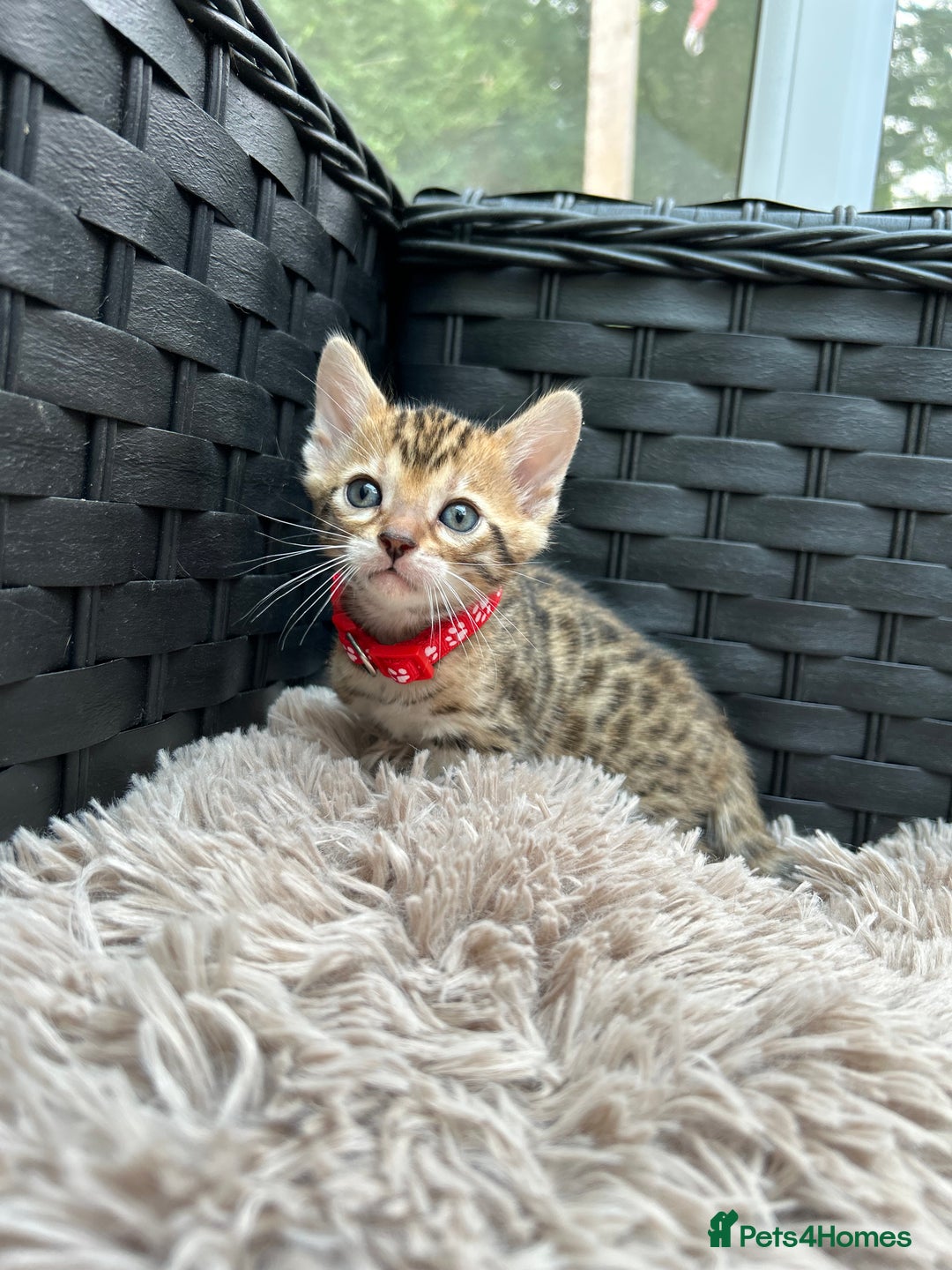 Bengal cats for sale: ❤️ PURE BENGAL KITTENS FOR RESERVATION! ❤️ in Birmingham - Image 9