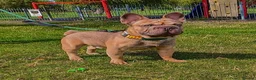French Bulldog dogs for sale: ❤️READY TO LEAVE French-bulldog puppies ❤️ - Advert 16
