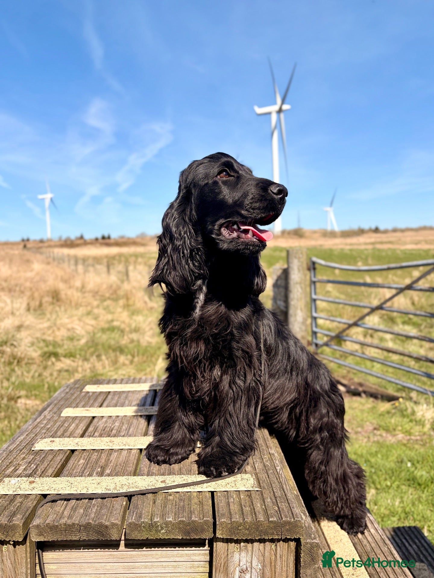 Cocker Spaniel dogs KC Registered Adult Show Cocker Spaniel - Advert 4