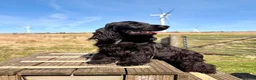 Cocker Spaniel dogs for sale: KC Registered Adult Show Cocker Spaniel - Advert 1