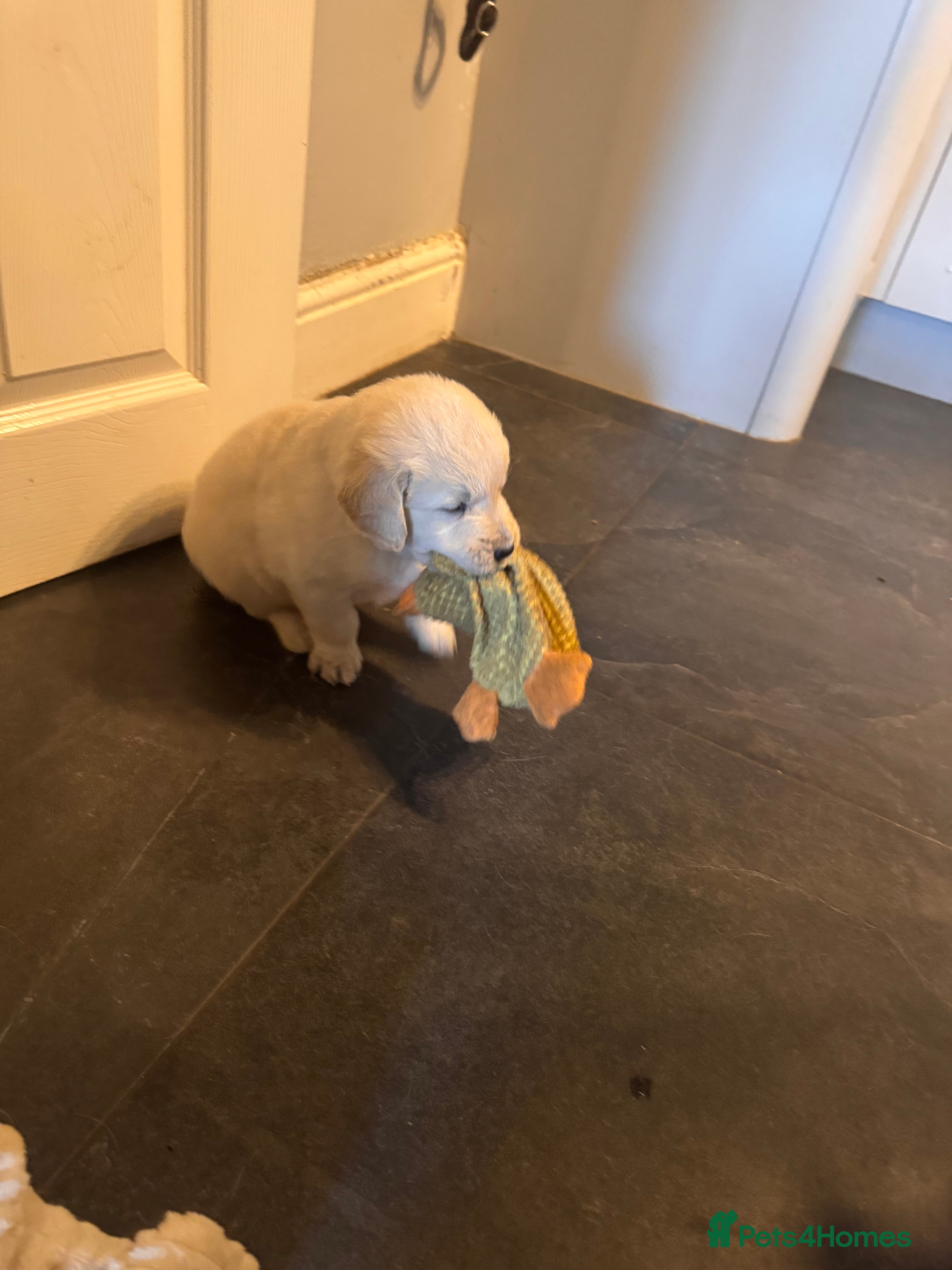 Golden Retriever dogs 7 gorgeous babies - Advert 2