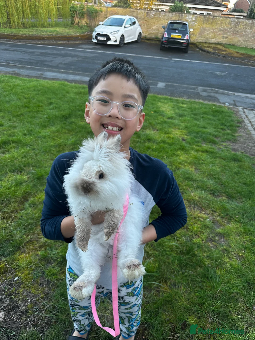 Angora rabbits for sale: Teddy Dwerg Male 4.5 Months  - Advert 2