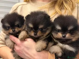 Pomeranian dogs ♥️ Adorable Pomeranian Puppies ♥️ - Advert 5