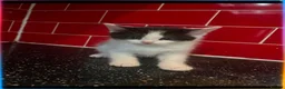 Mixed Breed cats for sale: 3 kittens left in Havant - Advert 10