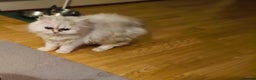 Persian cats for sale:  White Persian Male Chincilla kitten - Advert 1