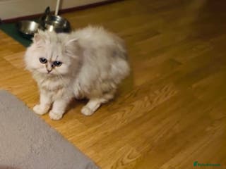 Persian cats White Persian Male Chincilla kitten - Advert 2