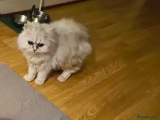 Persian cats White Persian Male Chincilla kitten - Advert 10