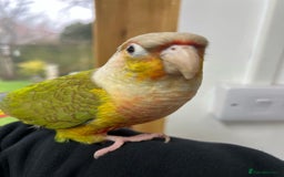 Conures birds for sale: Pair of conure parrots  - Image 4