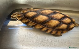 Tortoise reptiles for sale: 2yo Sulcata Tortoise - Image 2