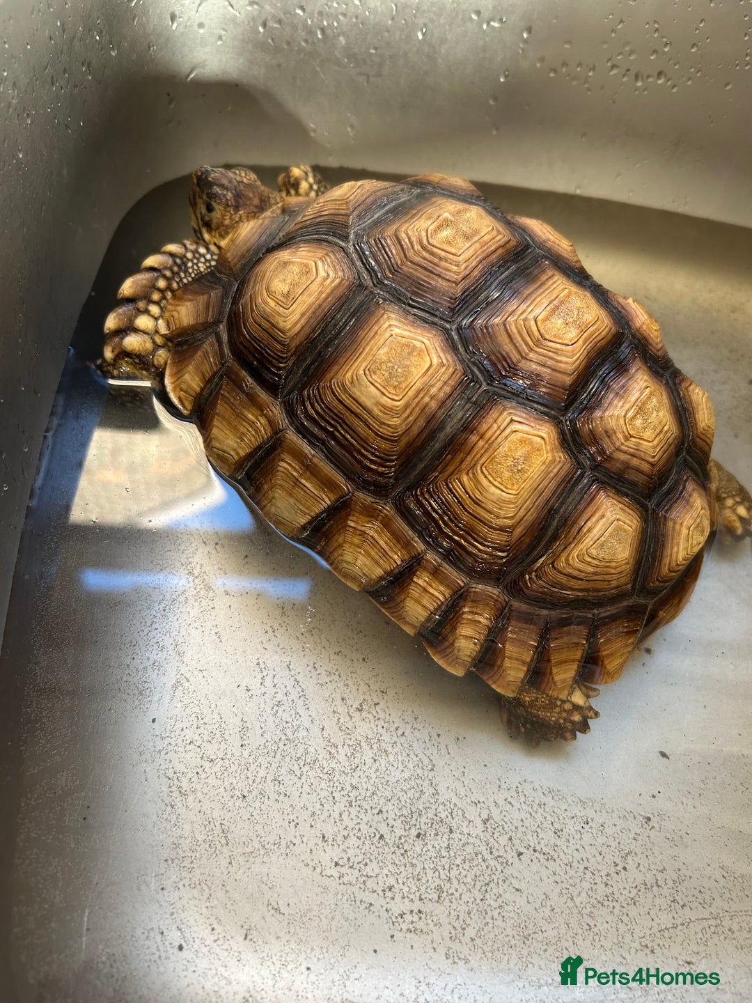 Tortoise reptiles for sale: 2yo Sulcata Tortoise - Image 2
