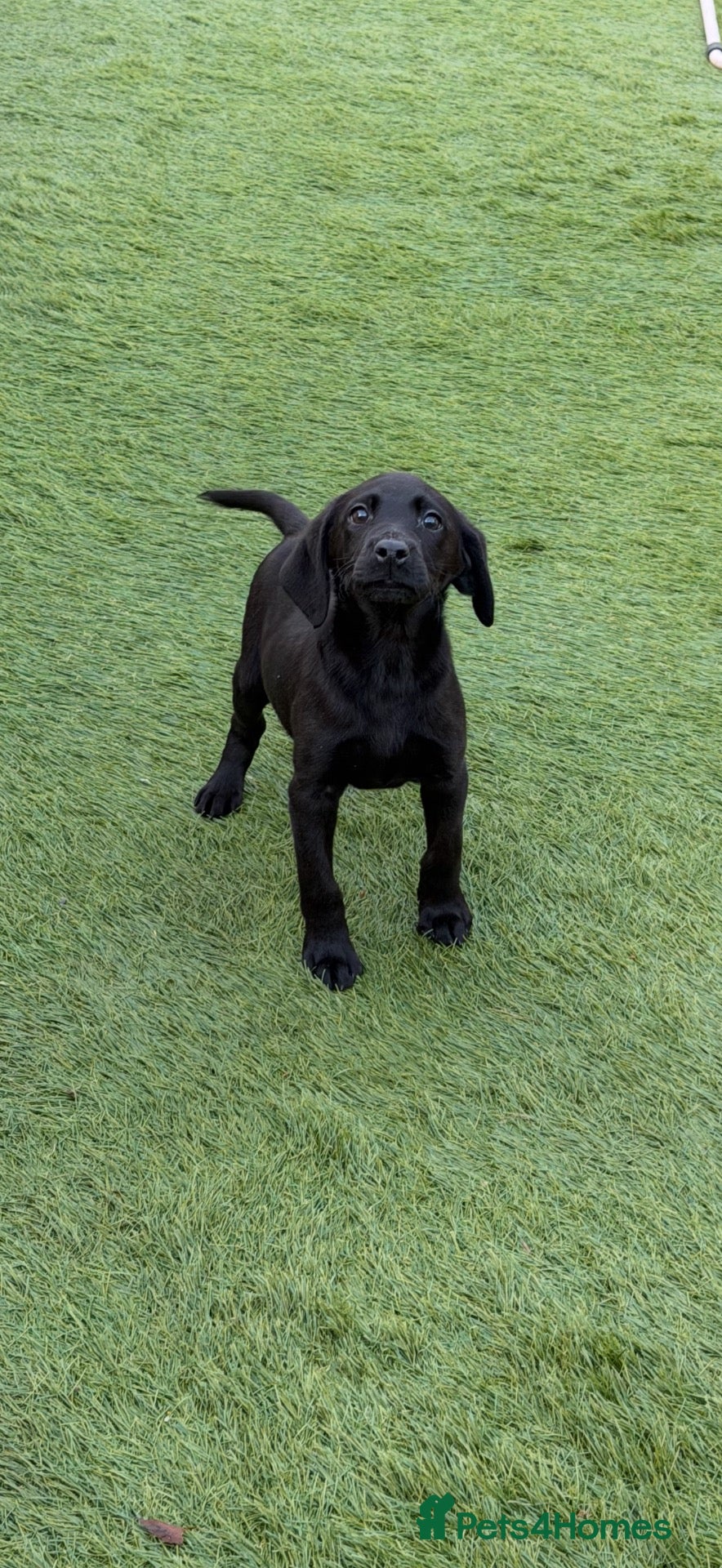 Labrador Retriever dogs for sale: Kc health tested lab pups .  - Advert 21