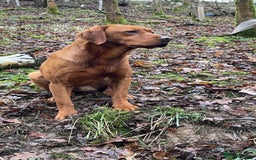 Labrador Retriever dogs for sale: Fox red Labrador - Image 12